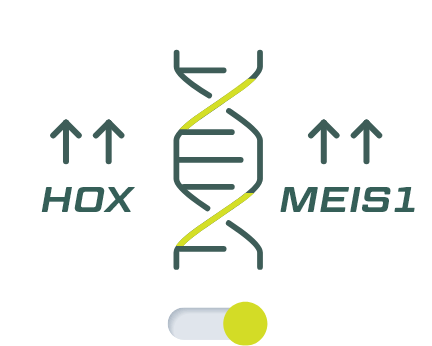MOD HOX/MEIS1 Increase